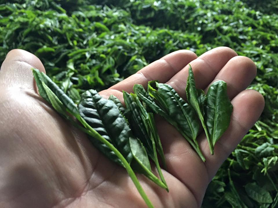 Befriending Japanese Tea Cultivars - Yunomi.life