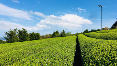 Climate Change and Tea Chemistry - Yunomi.life