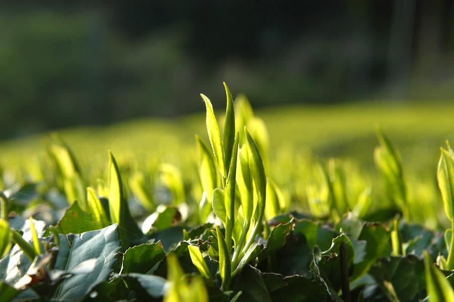 Does the Best Gyokuro Come from Yame? - Yunomi.life