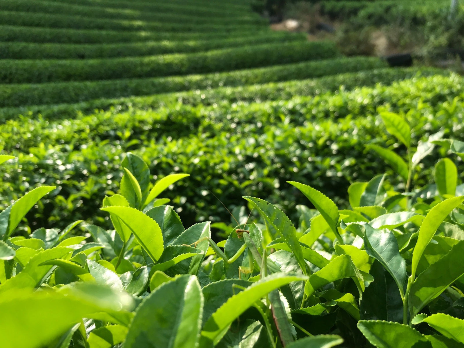 Teatopia, Wazuka - Yunomi.life