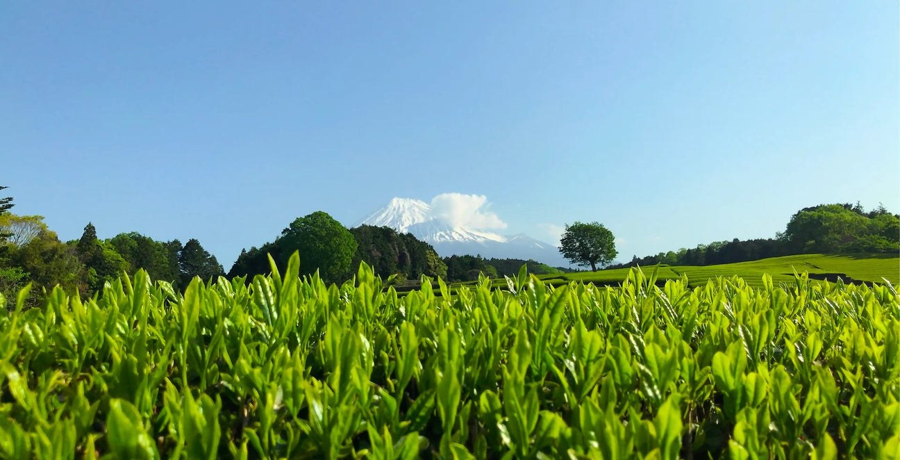 Shincha 2025 - Japanese First Flush Spring Green Tea