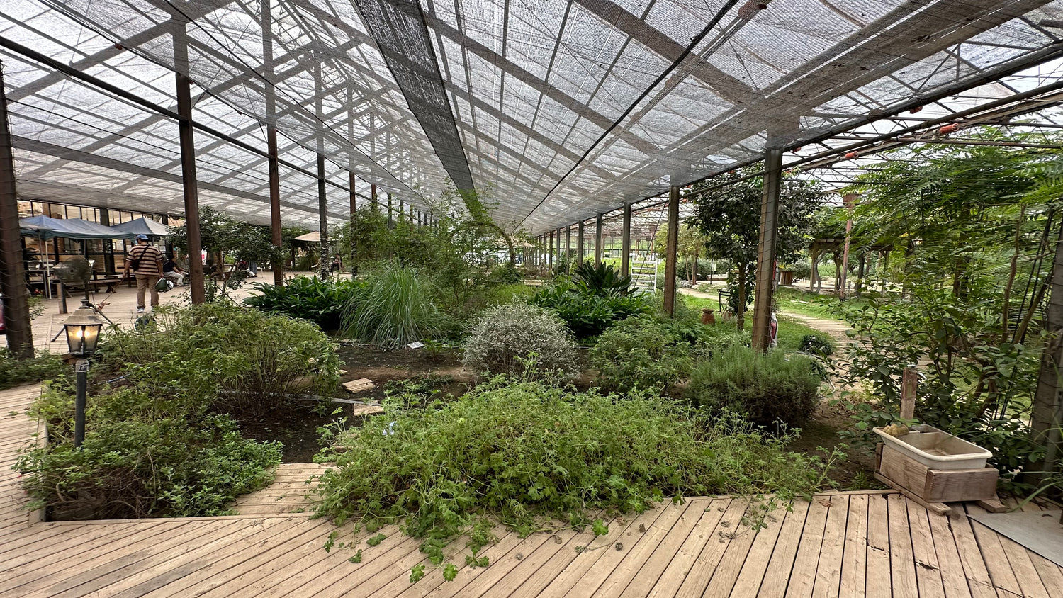 #0969.C1 大滝ハーブ園:スペアミント(千葉県産)