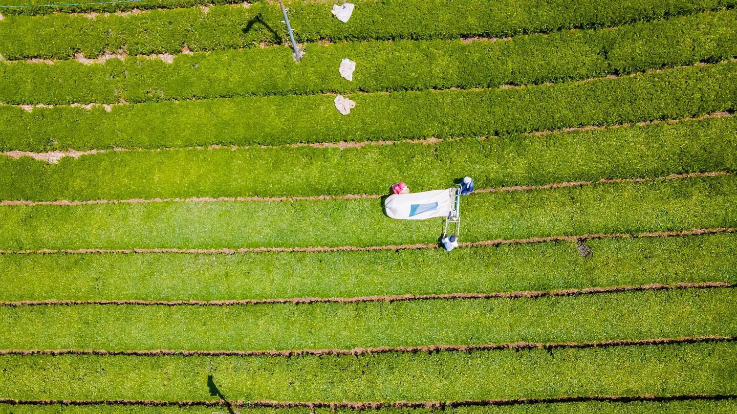 #0838.K6 井戸の井茶園:京都産春茶 やぶきた番茶 ほうじ茶