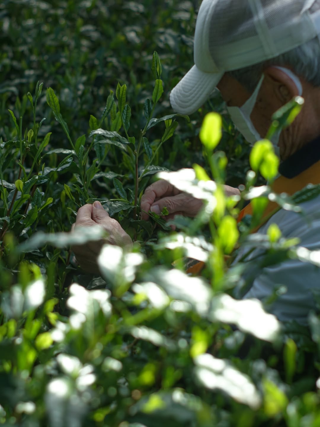 Studio Lesson - Tea Professional or Connoisseur Level - Personalized Deep Dive Into Japanese Tea