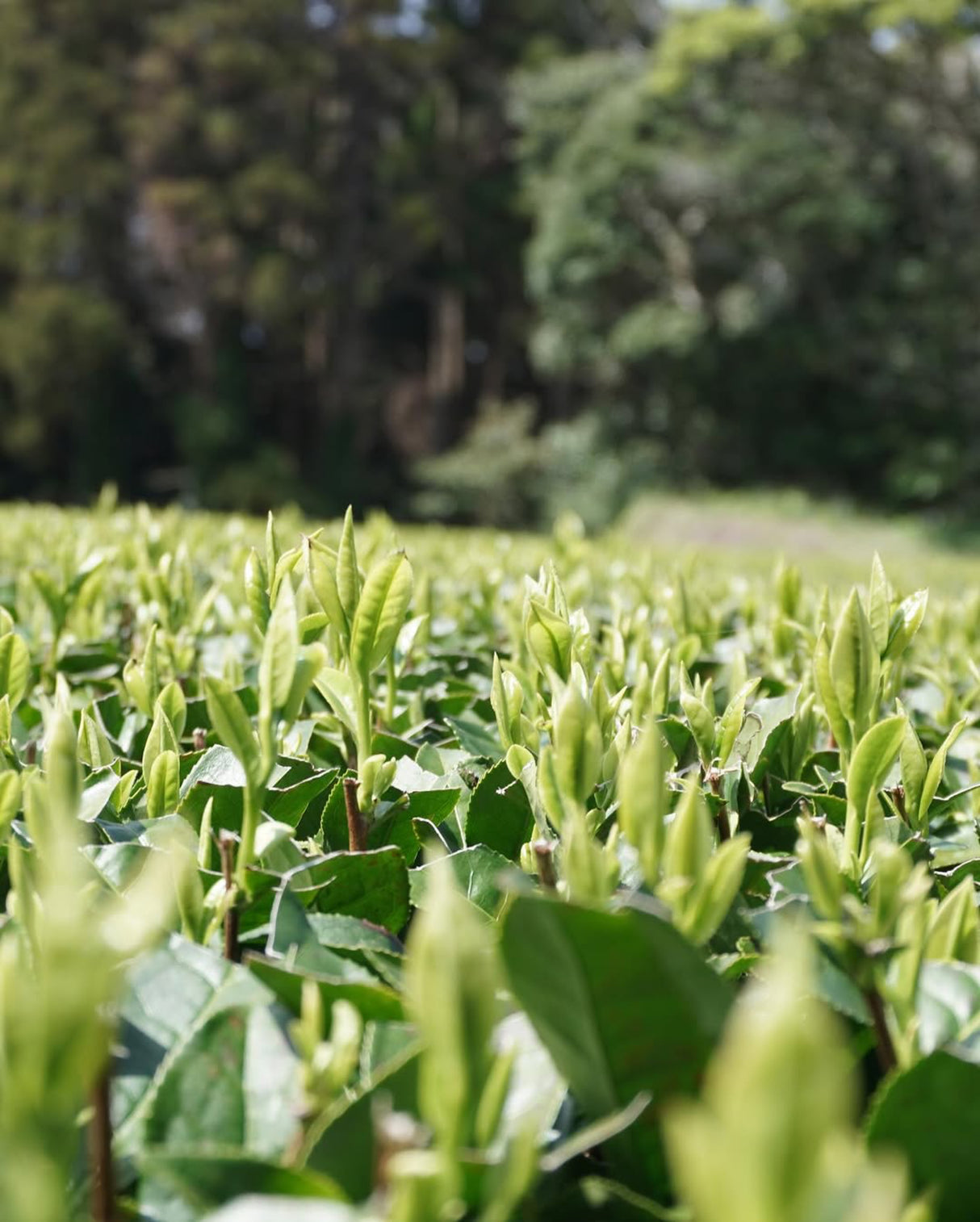 #0897.K2 Iba Yu Tea Garden: 2025 Tanegashima Single Cultivar Sencha - Yutaka Midori (micro batch, limited)