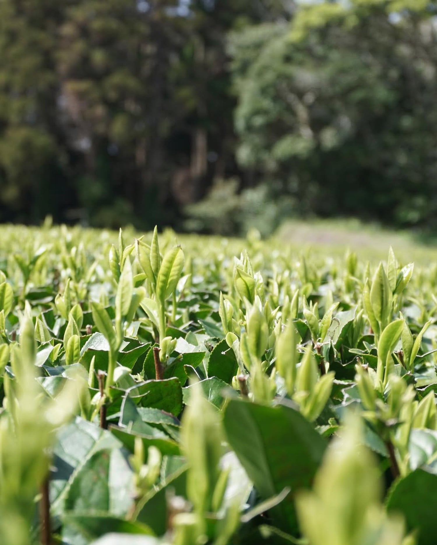 #0897.K2 Iba Yu Tea Garden: 2025 Tanegashima Single Cultivar Sencha - Yutaka Midori (micro batch, limited)