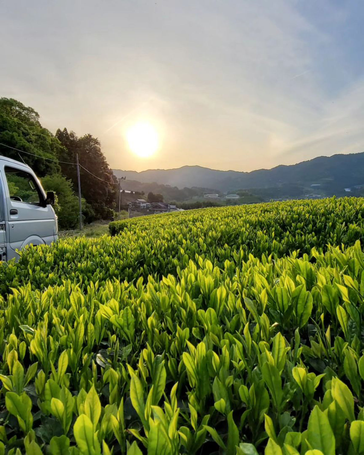 #0094.K6 あずま茶園:京都烏龍茶 アサヒ単一品種