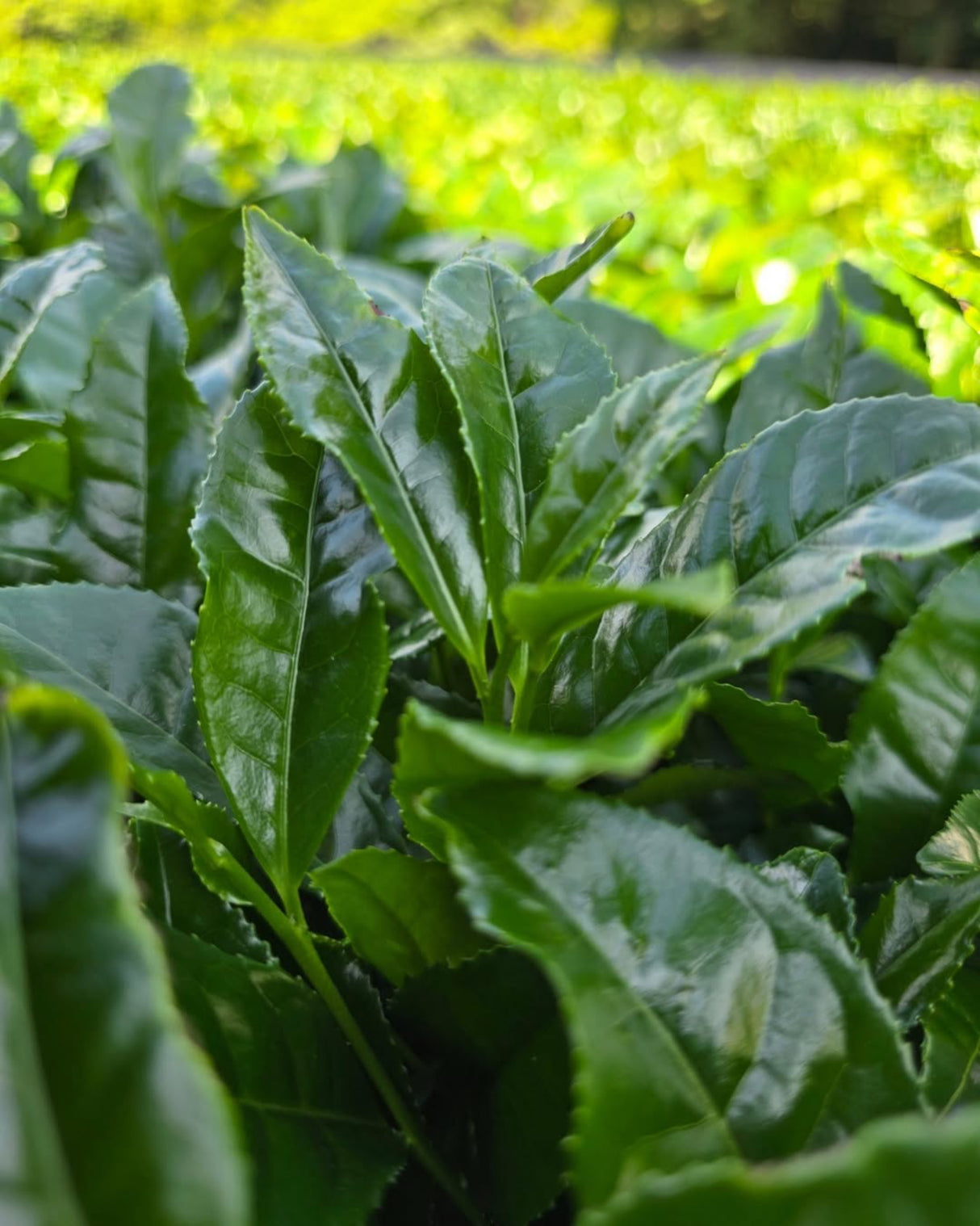 #0111.K6 一本松 - 東茶園産 自然栽培オクミドリ品種 宇治抹茶 標準式典グレード 一本松