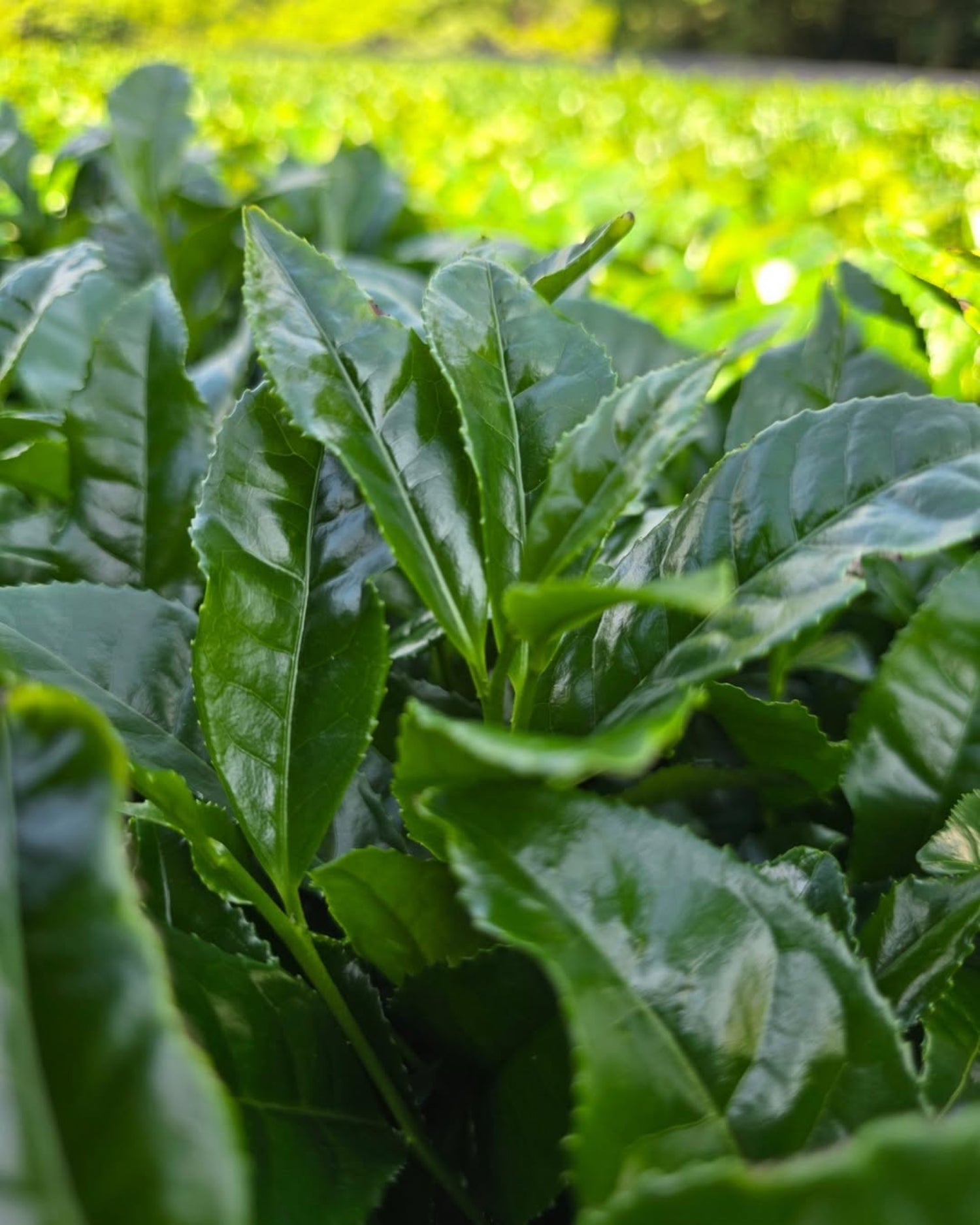 #0111.K6 一本松 - 東茶園産 自然栽培オクミドリ品種 宇治抹茶 標準式典グレード 一本松