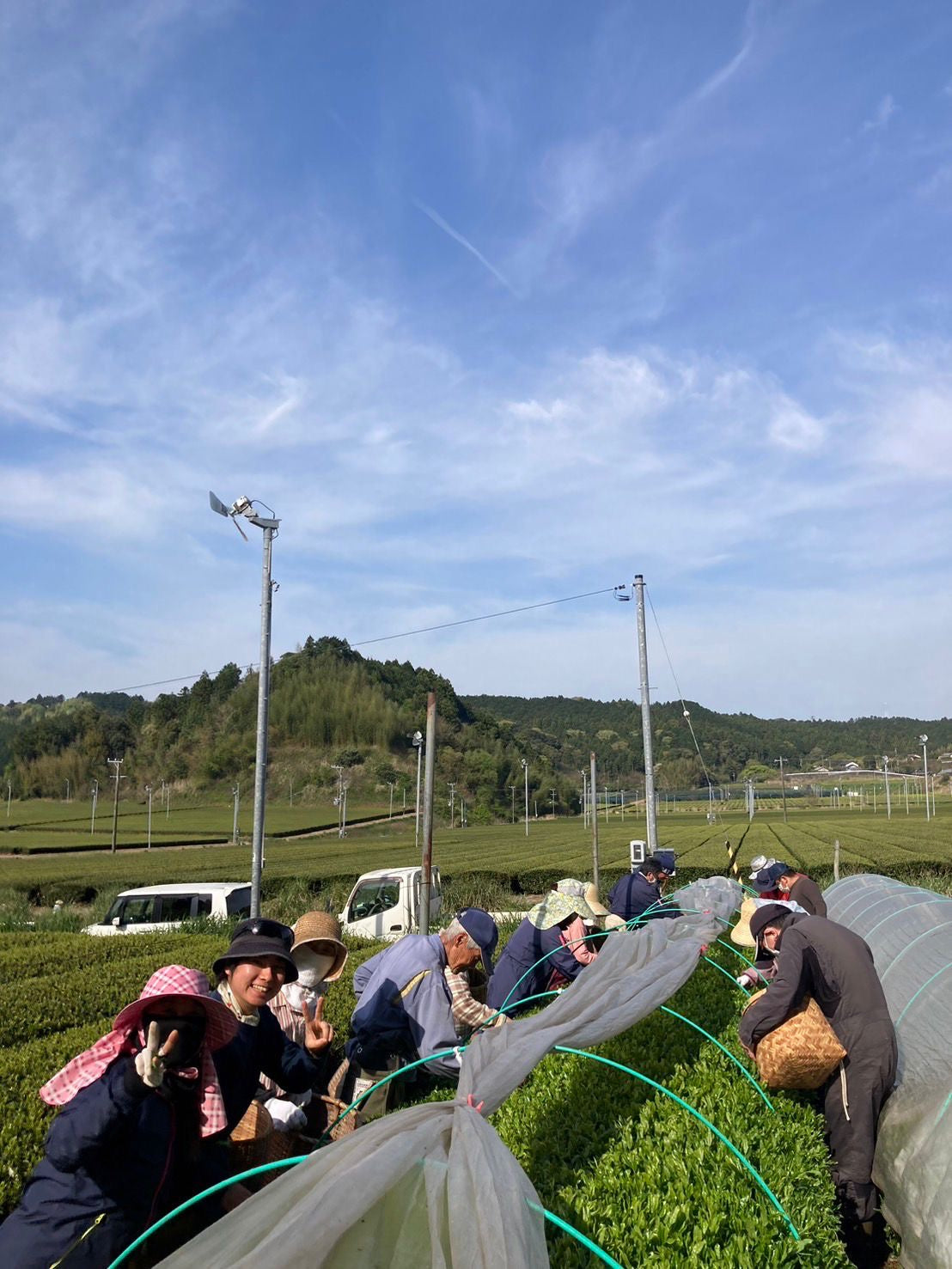 #0391.S5 ケインズティー:2024年4月 金谷秀峰 金谷秀峰 限定手揉み初摘み浅虫茶