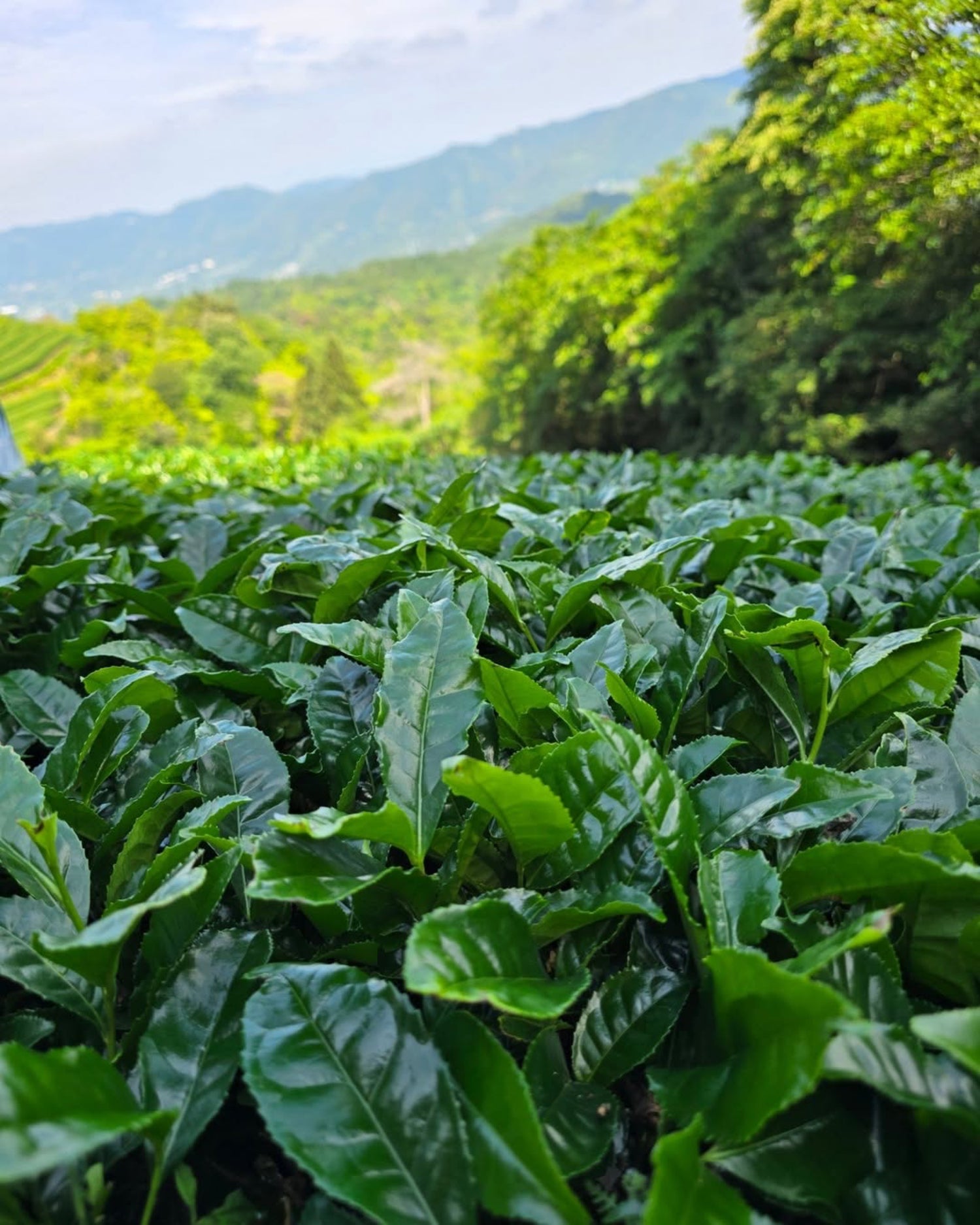 #0111.K6 一本松 - 東茶園産 自然栽培オクミドリ品種 宇治抹茶 標準式典グレード 一本松