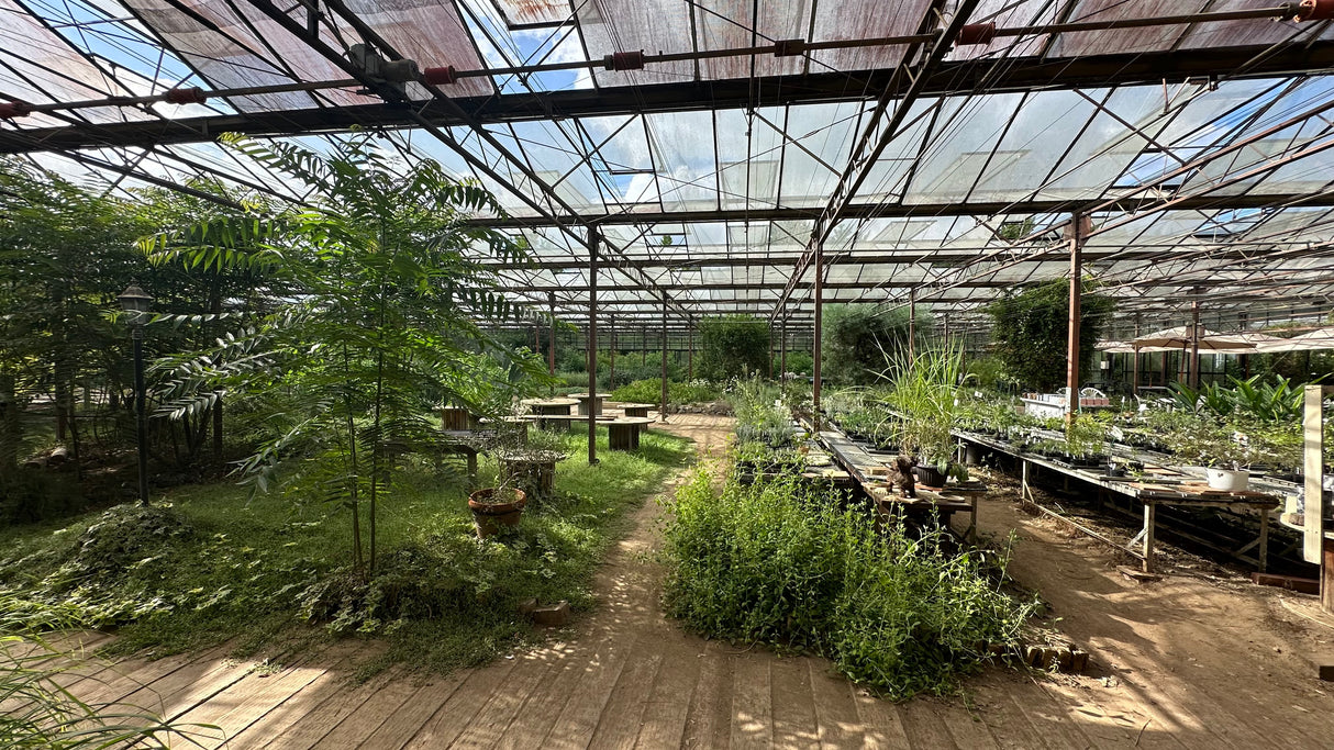 #0969.C1 大滝ハーブ園:スペアミント(千葉県産)