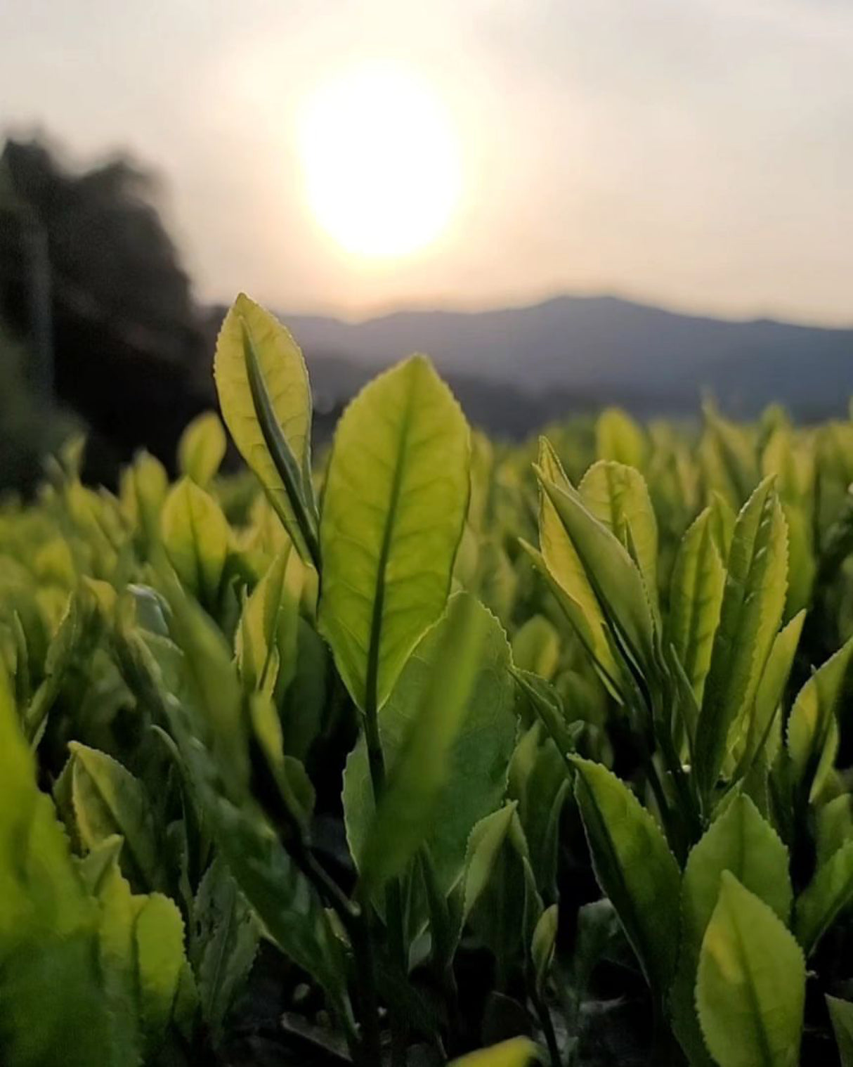 #0094.K6 あずま茶園:京都烏龍茶 アサヒ単一品種