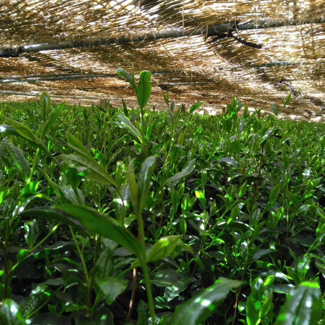 Teal leaf shading - Kuma Tea Garden: Yamecha Saemidori Heritage Grade Gyokuro Tenkaichi - 71st All Japan Tea Competition Grand Prize Winning Garden - Yunomi.life