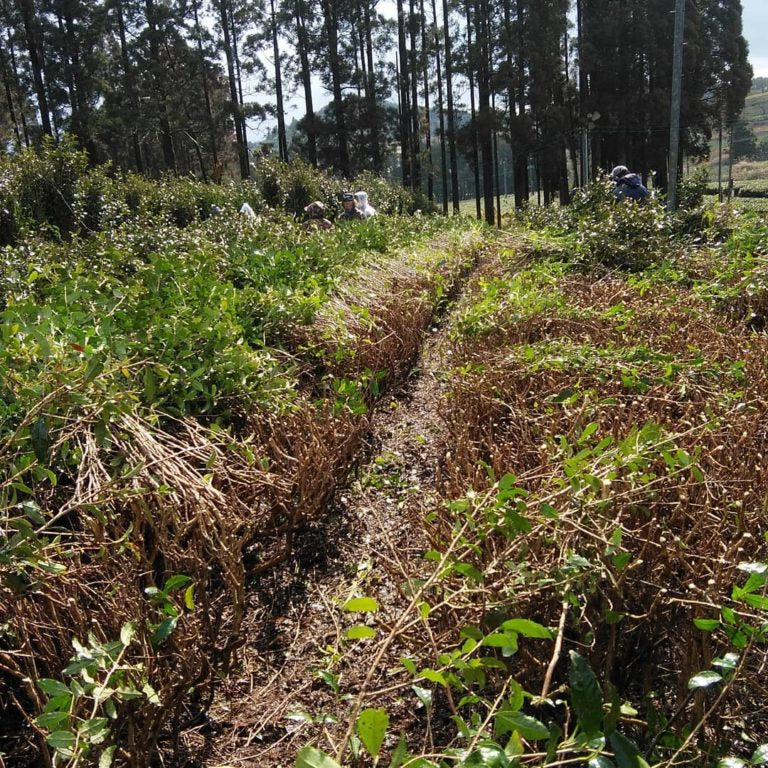 川上さんの真備寒茶 冬摘み薪焙煎茶