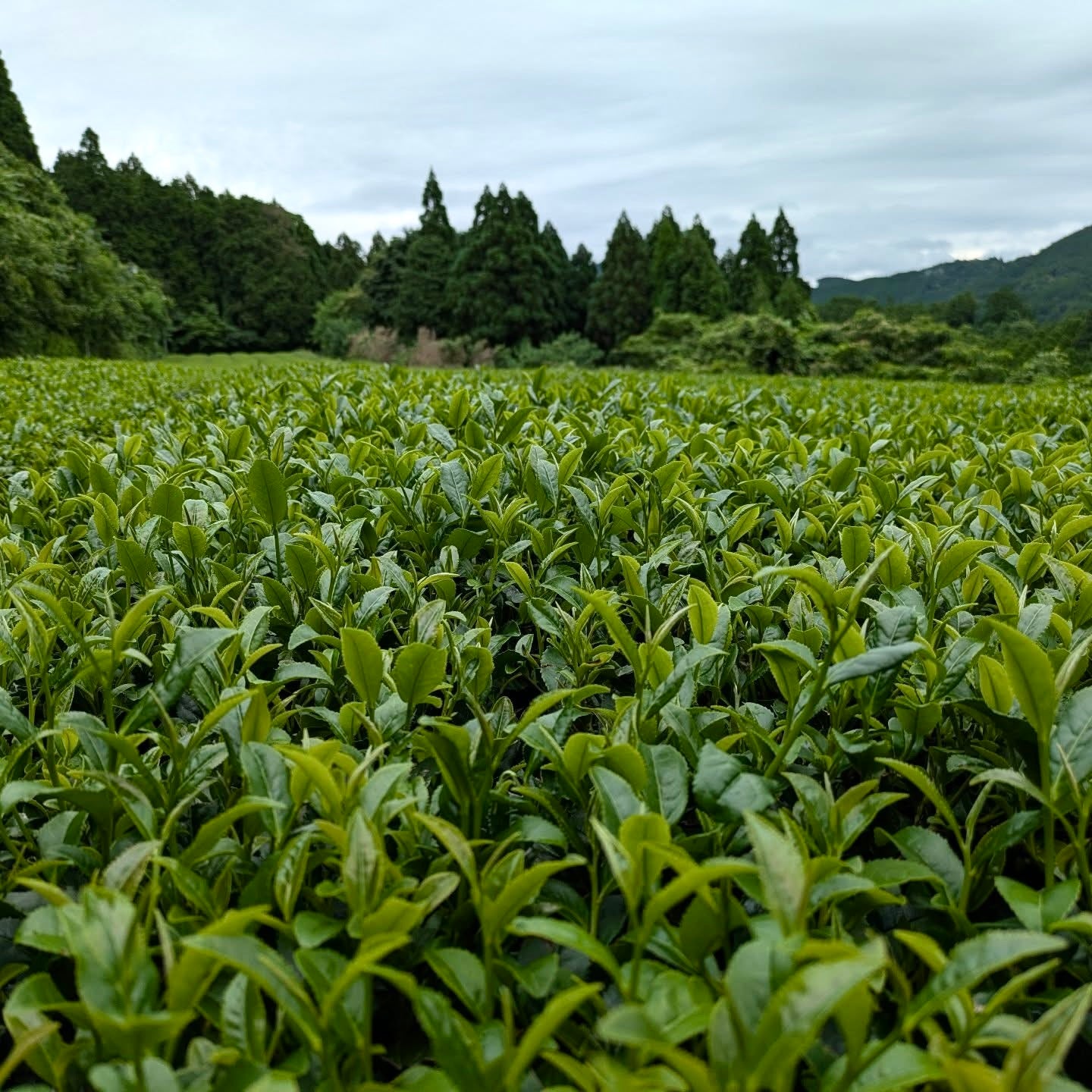 #0438.F2:おぼろ夢茶房 深蒸し茶|くま園