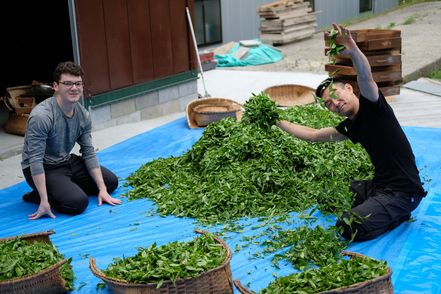 #0036.K6 おぶぶ:ほうじ和紅茶 京紅茶