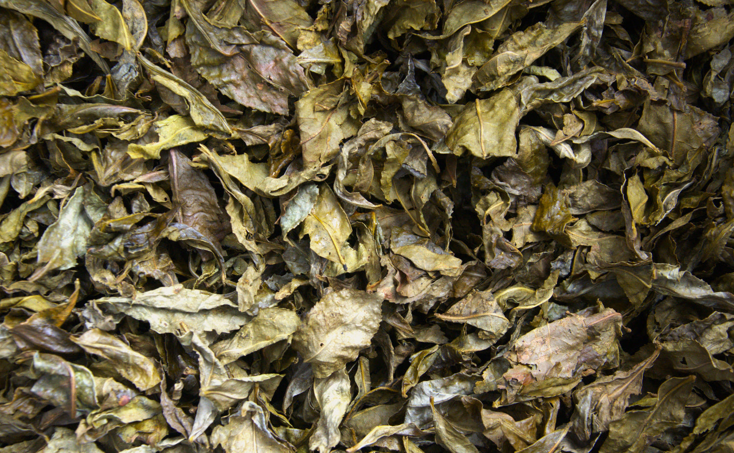 Shishikui Kancha Tokushiman prefektuurista - Farmer Akemi Ishimoton käsin valitsema