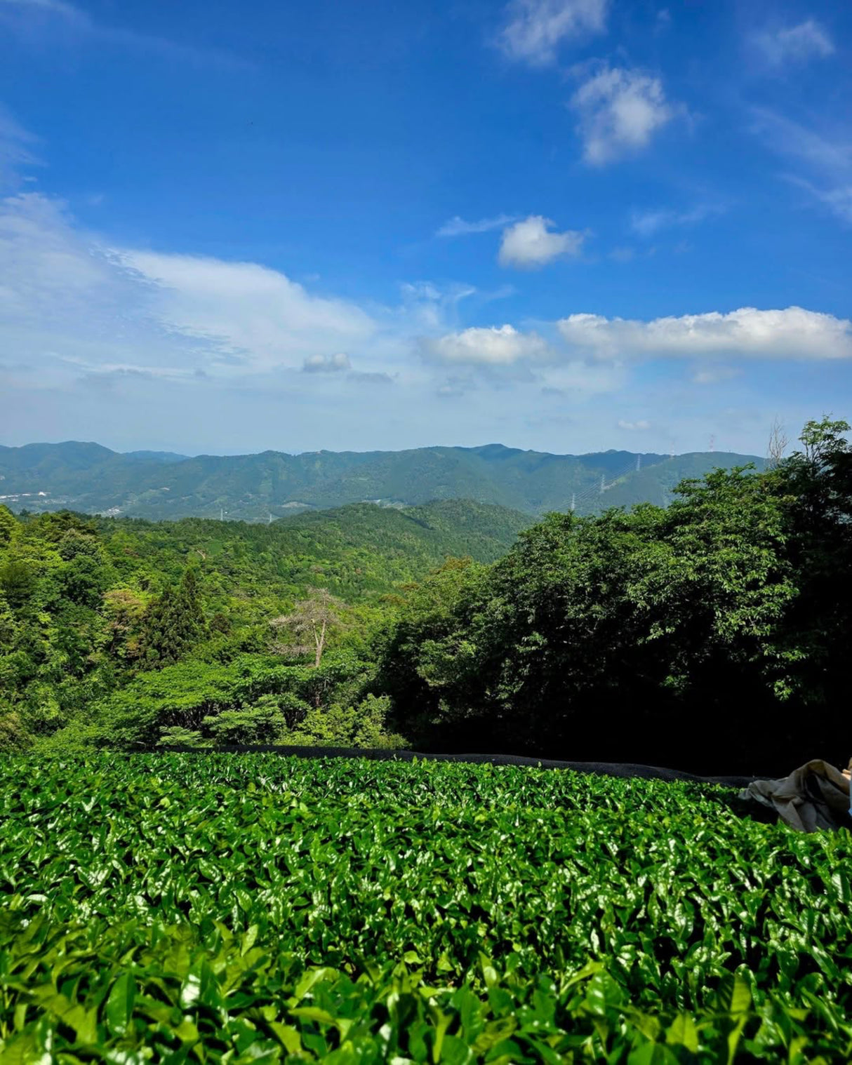 #0111.K6 一本松 - 東茶園産 自然栽培オクミドリ品種 宇治抹茶 標準式典グレード 一本松