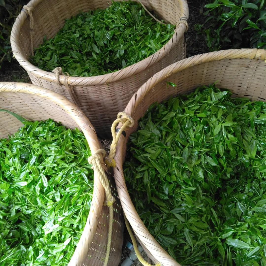 Teal leaf hand picking Kuma Tea Garden: Yamecha Saemidori Heritage Grade Gyokuro Tenkaichi - 71st All Japan Tea Competition Grand Prize Winning Garden - Yunomi.life