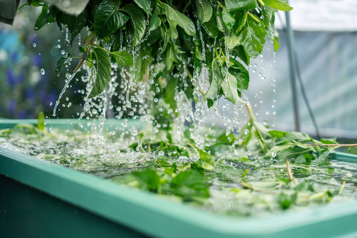 #0947.J1 Hiroko’s Herb Garden: Dried Spearmint Herbal Tea Grown in Koga Village, Ibaraki, Japan