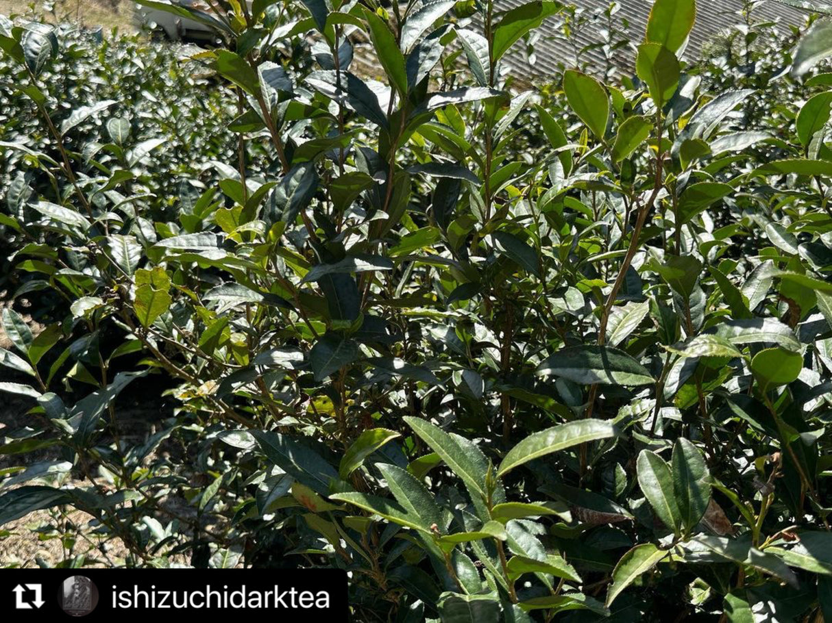 #0602.E1 石鎚黒茶 - 愛媛県産発酵黒茶 - EH001