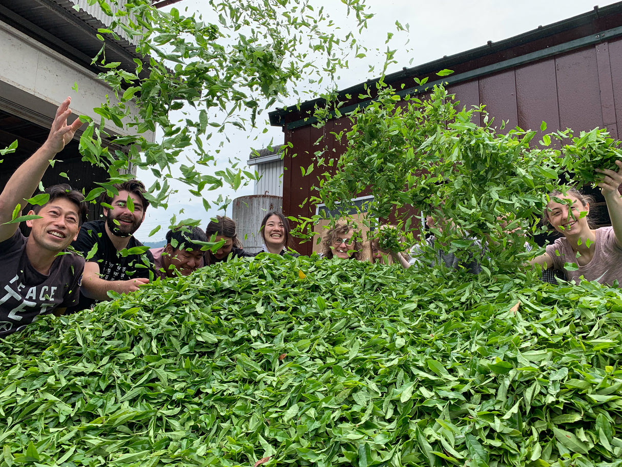 #0036.K6 おぶぶ:ほうじ和紅茶 京紅茶