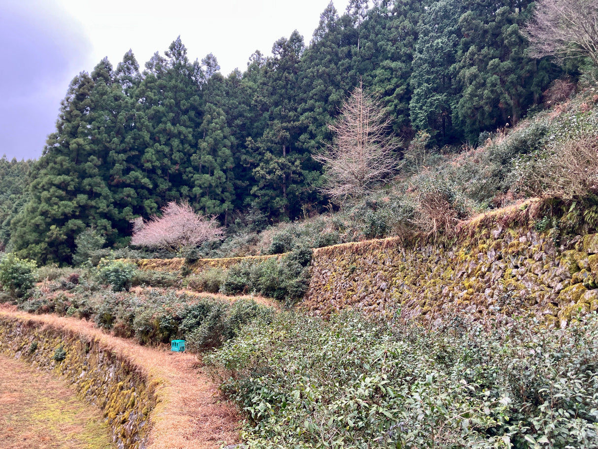 Shishikui Kancha Tokushiman prefektuurista - Farmer Akemi Ishimoton käsin valitsema