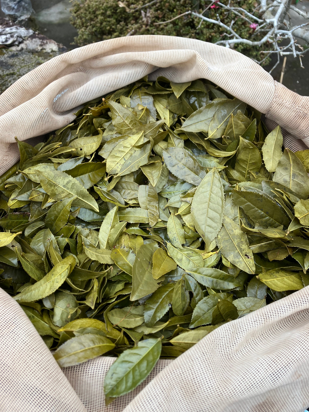 Shishikui Kancha Tokushiman prefektuurista - Farmer Akemi Ishimoton käsin valitsema