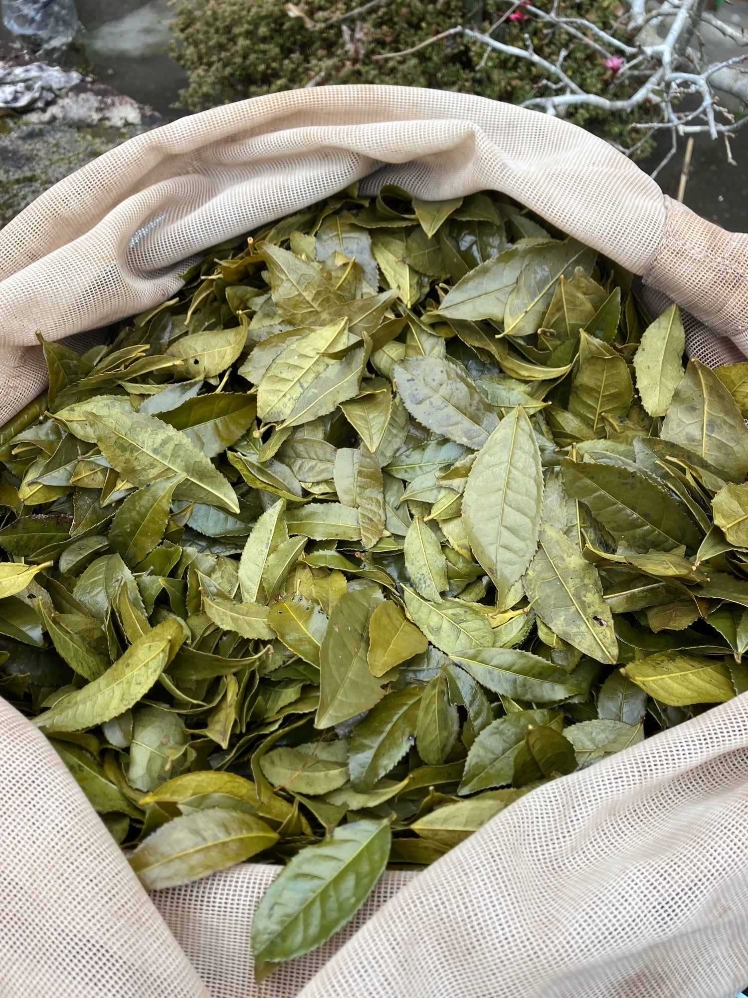 Shishikui Kancha Tokushiman prefektuurista - Farmer Akemi Ishimoton käsin valitsema