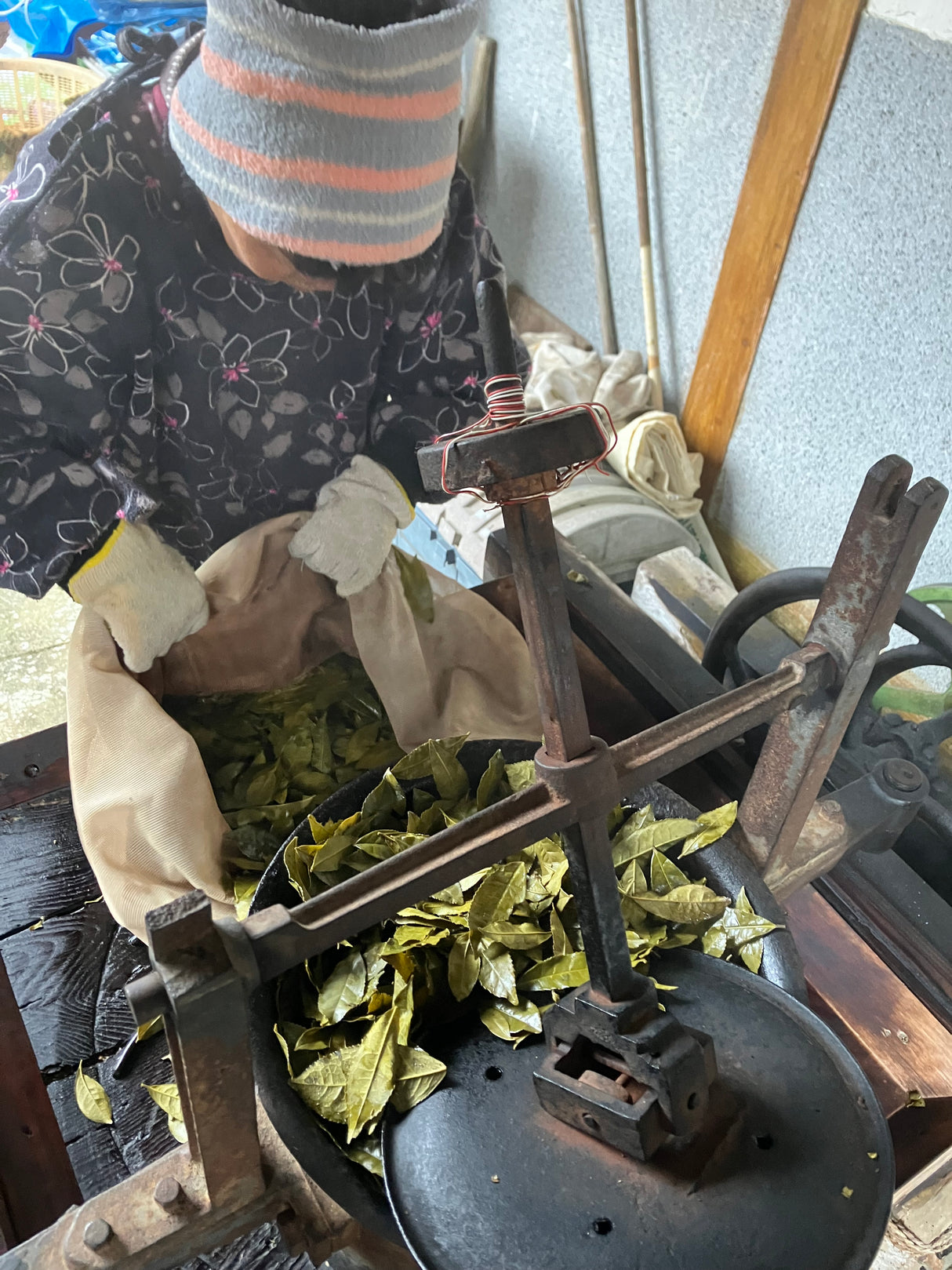 Shishikui Kancha Tokushiman prefektuurista - Farmer Akemi Ishimoton käsin valitsema