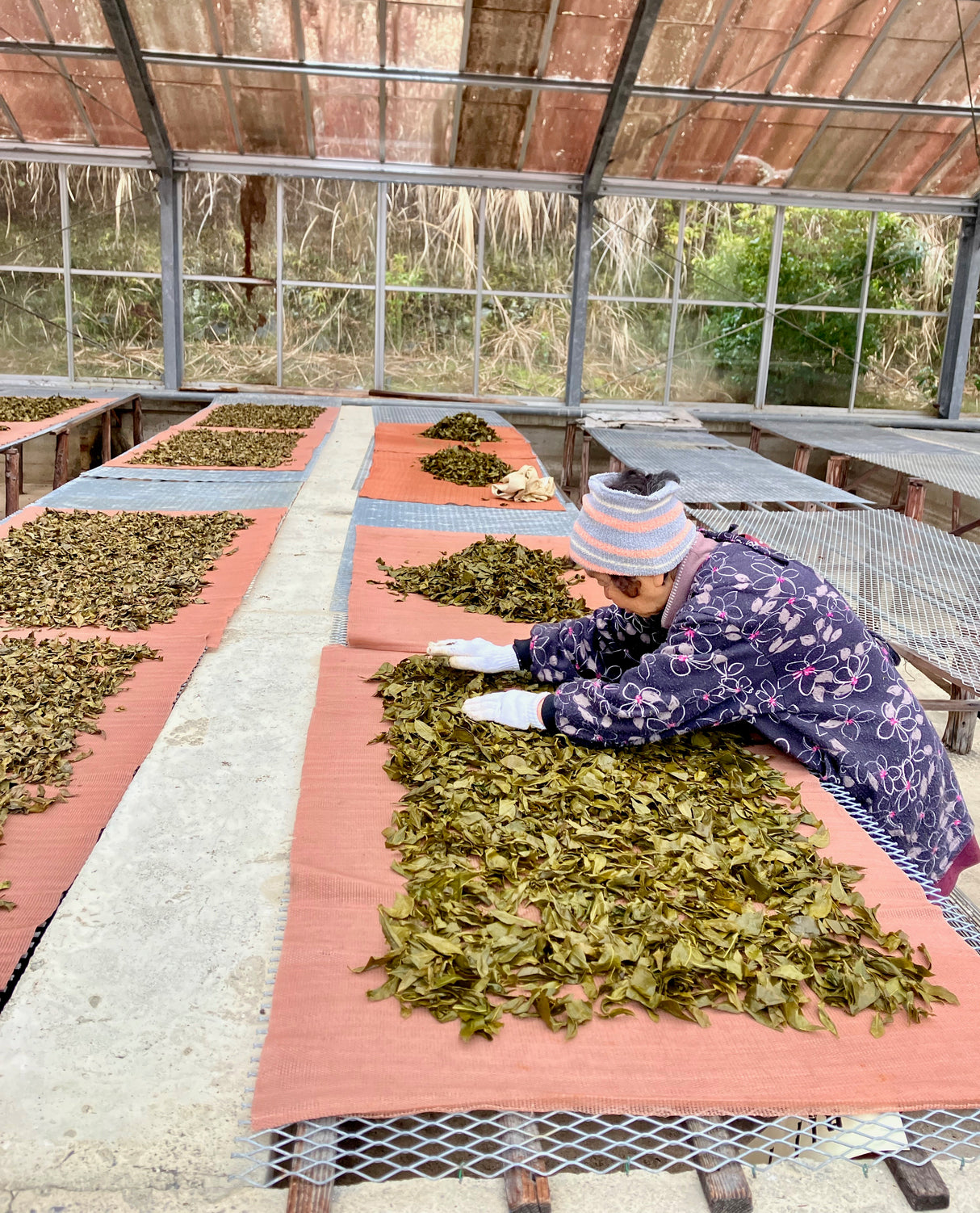 Shishikui Kancha Tokushiman prefektuurista - Farmer Akemi Ishimoton käsin valitsema