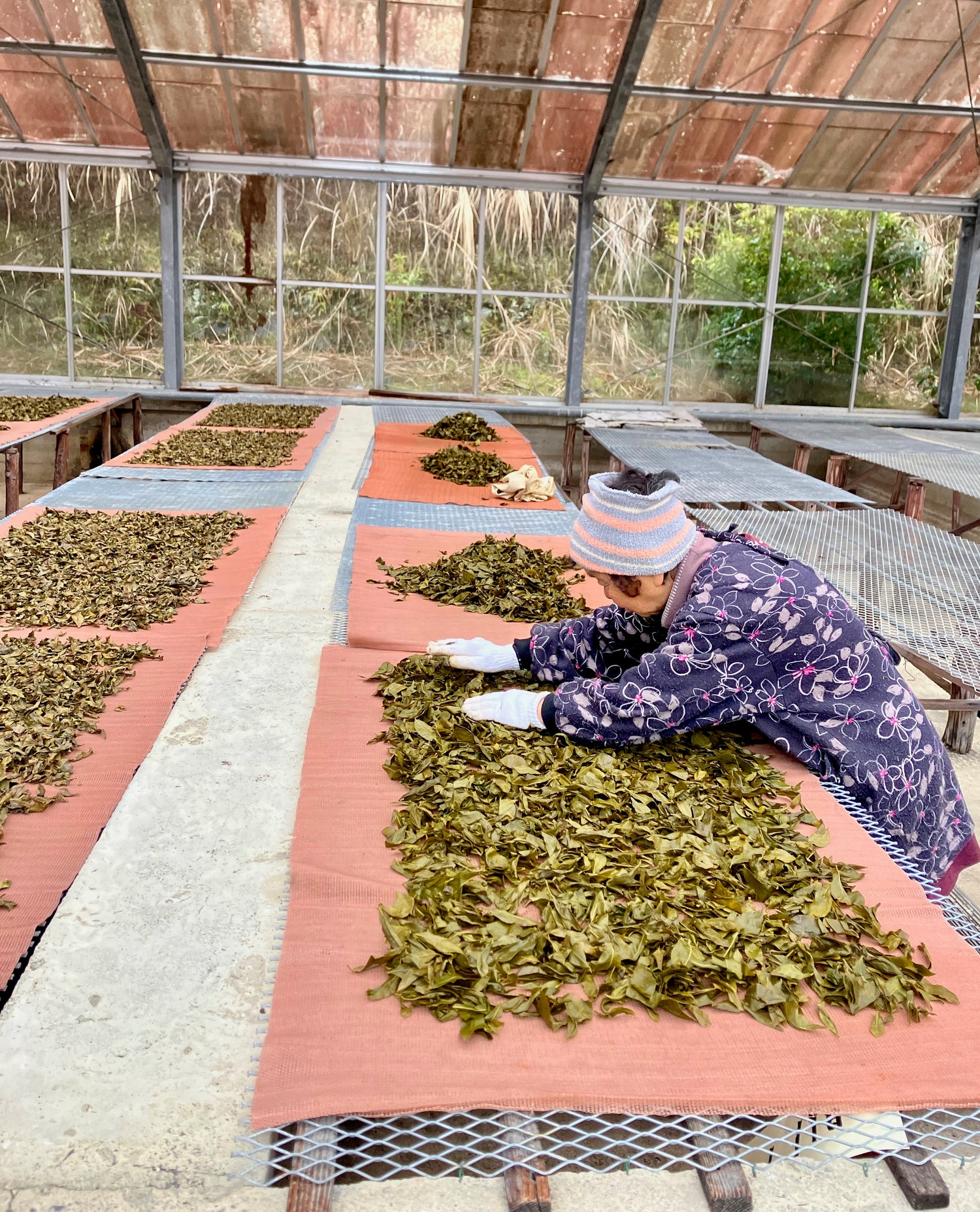 Shishikui Kancha Tokushiman prefektuurista - Farmer Akemi Ishimoton käsin valitsema