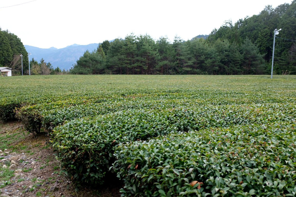 #1057.G1 新田製茶: 特選ほうじ茶