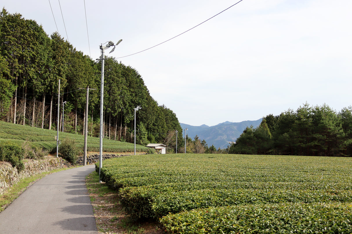 PREORDER available in late June🍵 2026 #1055.G1 Nitta Tea Farm: Imperial Sencha