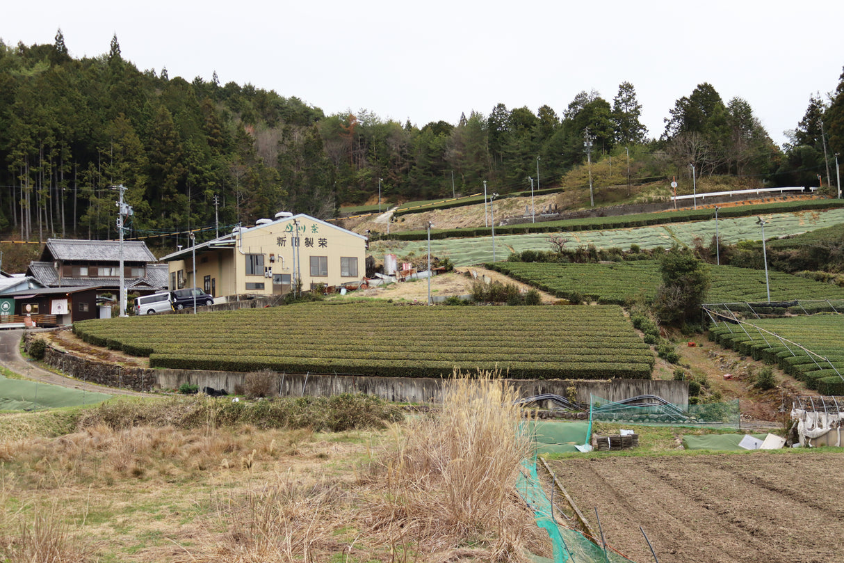 PREORDER available in late June🍵 2026 #1054.G1 Nitta Tea Farm: Premium Sencha