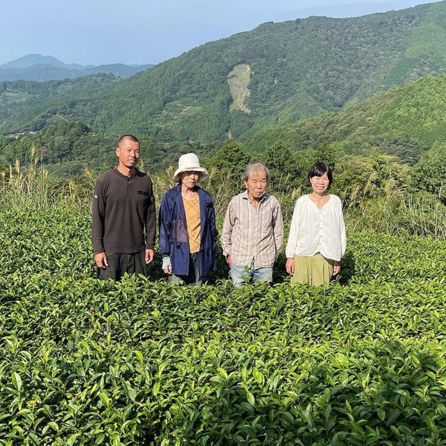 #0957.S5 NaturaliTea: Naturally Grown Matcha -Kotoha- 無農薬抹茶 琴羽 - Standard Barista Grade
