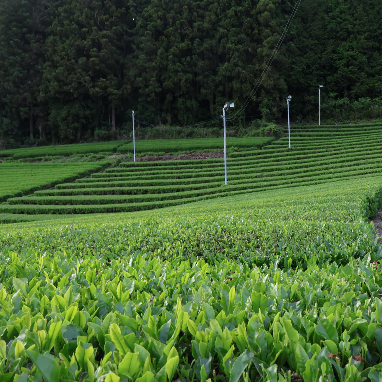 #1090.I1 Shimizu Tea Garden: Okukuji Premium Sencha / 清水園 奥久慈 特上煎茶