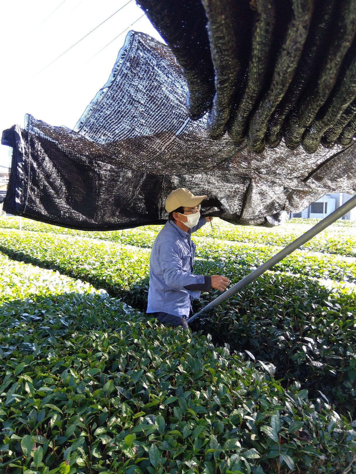 #0327.S2 静岡の丘から生まれた本山抹茶