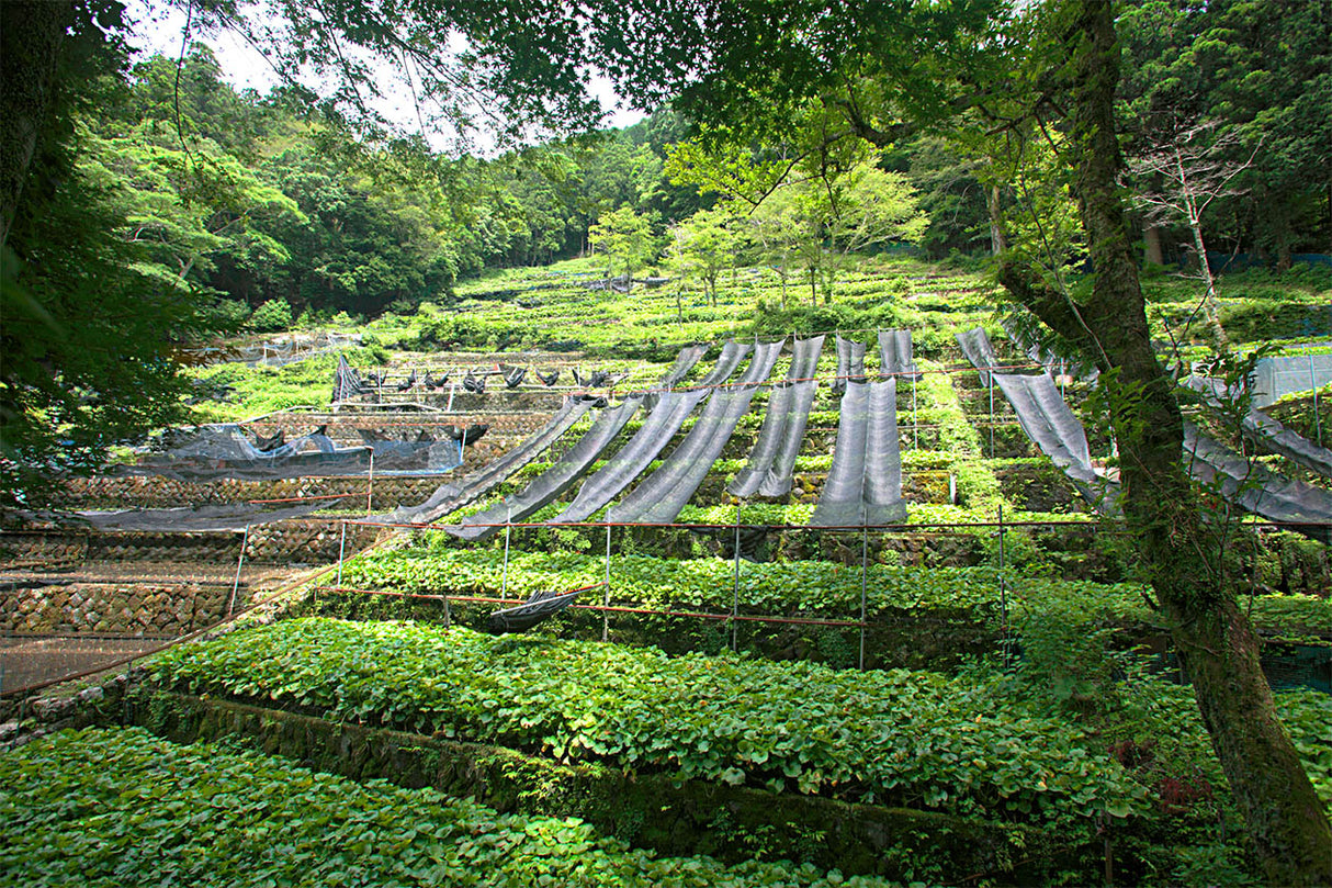 亀屋食品:産地直送わさび茶漬け