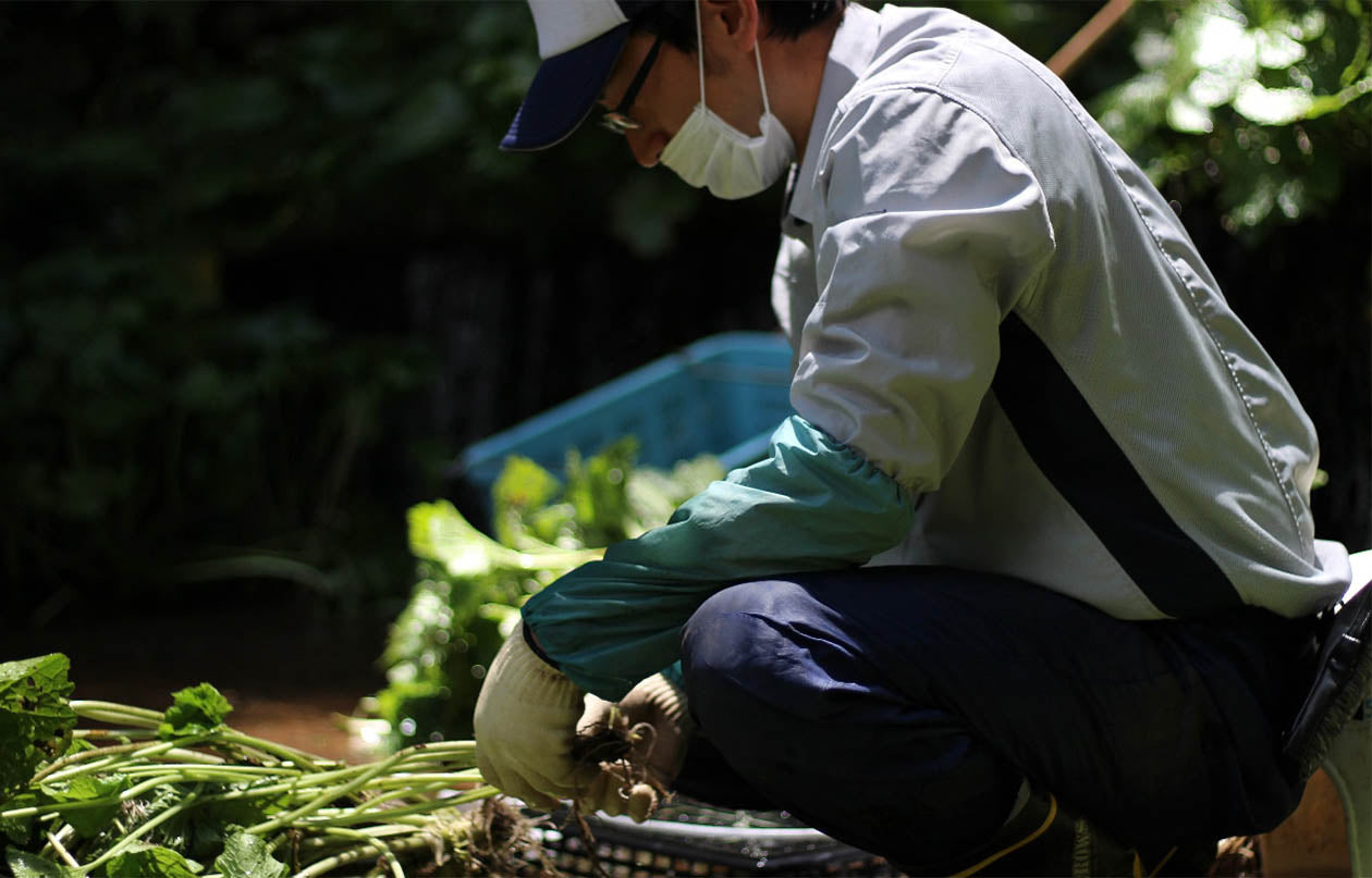 亀屋食品:産地直送わさび茶漬け