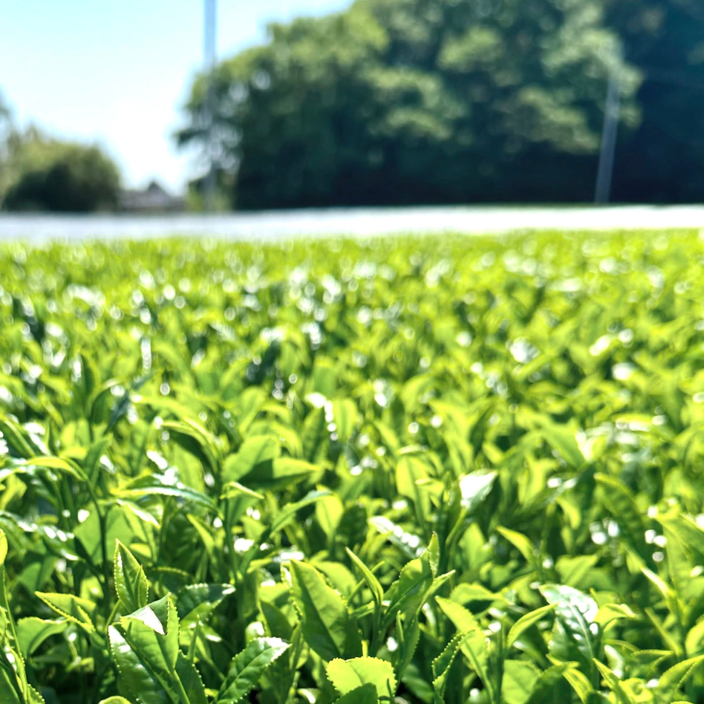 #0324.S2 Hiraoka Tea Garden: 2025 Shincha - Premium Grade Sencha "Sakura"【新茶】特上煎茶「桜」