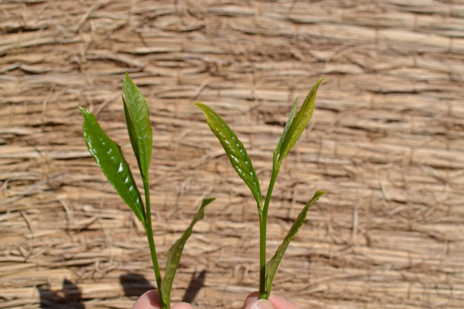 #0398.S5 ケインズティー: 2025 本酢 No. 5 - コンペティショングレード 静岡県川根産浅虫煎茶