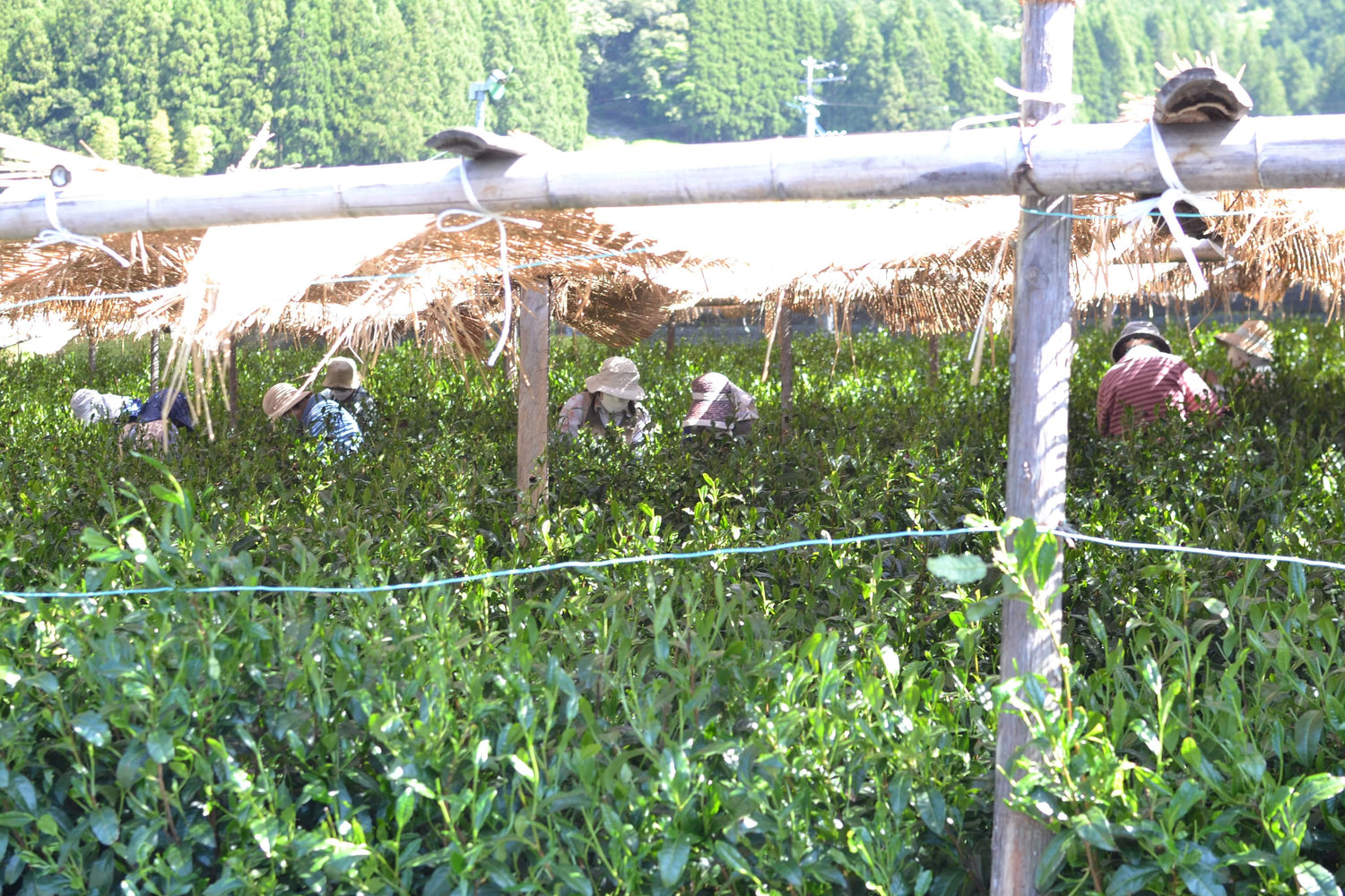 #0398.S5 ケインズティー: 2025 本酢 No. 5 - コンペティショングレード 静岡県川根産浅虫煎茶