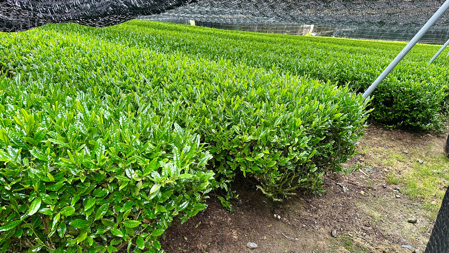 #0880.K6 Nishide Tea: Ujitawara Gyokuro Hoshun Naturally Grown by Farmer Katsutani Kenji  農家勝谷さんの伝統本玉露ほうしゅん