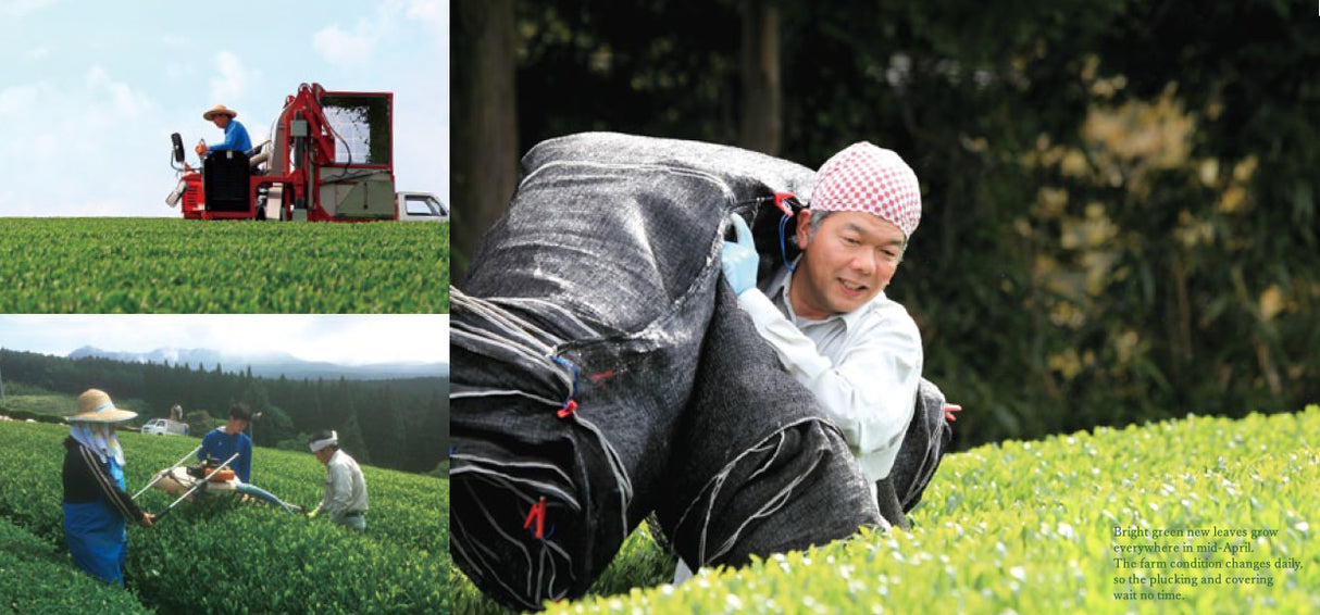 Matsuo Tea Garden pic