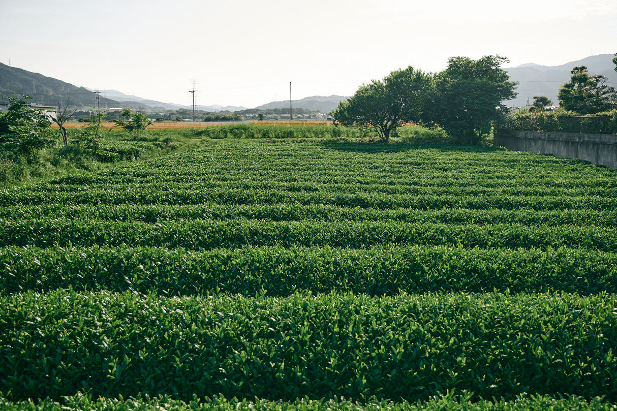 shiraiseicha teafield yunomi.life