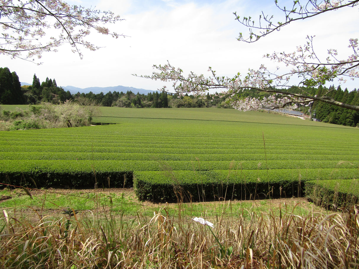 Yunomi Matcha: Luonnollisesti kasvatettu - Naruto - Barista Grade (kivihiottu)
