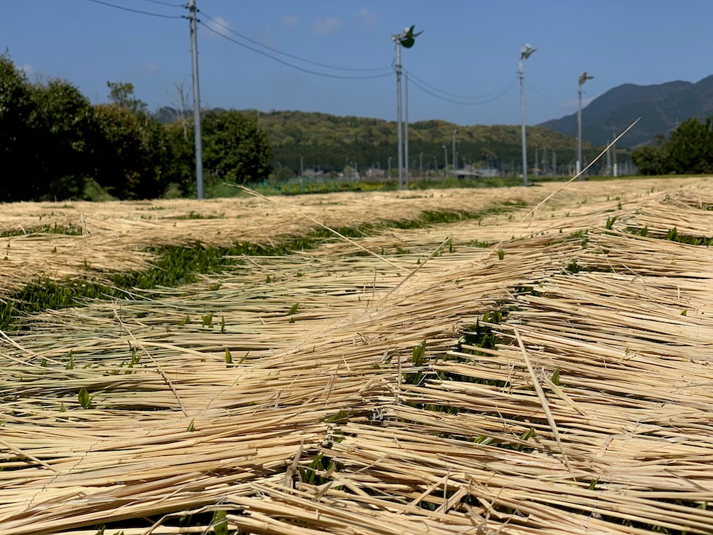 #0287.K2 古市製茶: わらかけ - 農家桑鶴住吉のわらかけ深蒸し茶 わらかけ