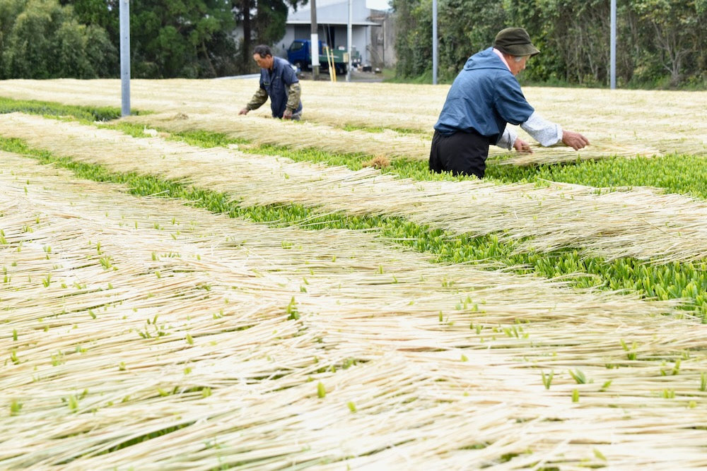 #0287.K2 古市製茶: わらかけ - 農家桑鶴住吉のわらかけ深蒸し茶 わらかけ